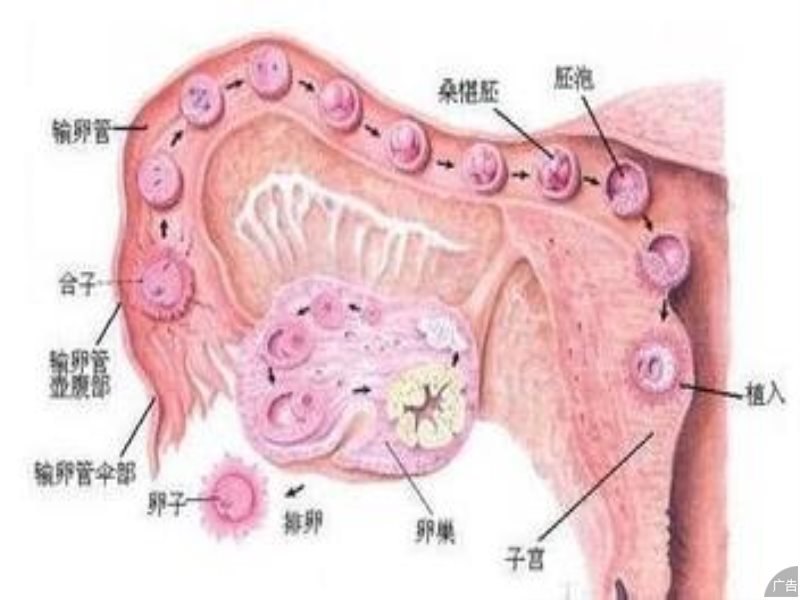 女性患有卵巢性不孕的危害有什么