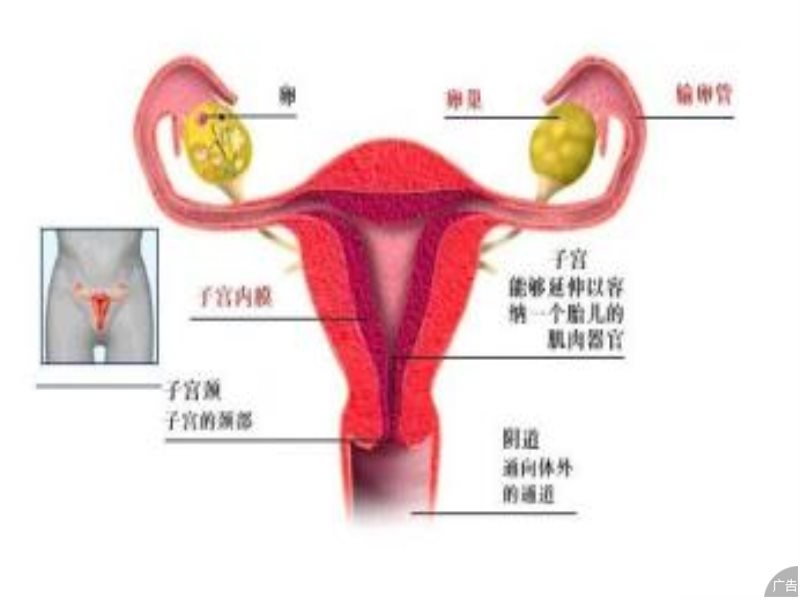 女性得了卵巢囊肿如何是好?